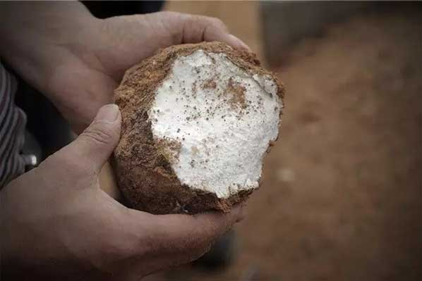 茯苓干燥易碎裂吸濕怎么辦？茯苓烘干機助力企業規?；a!