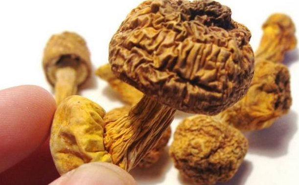 巴西菇、姬松茸烘干機-怎樣烘干色澤好且菇體褶片完整？