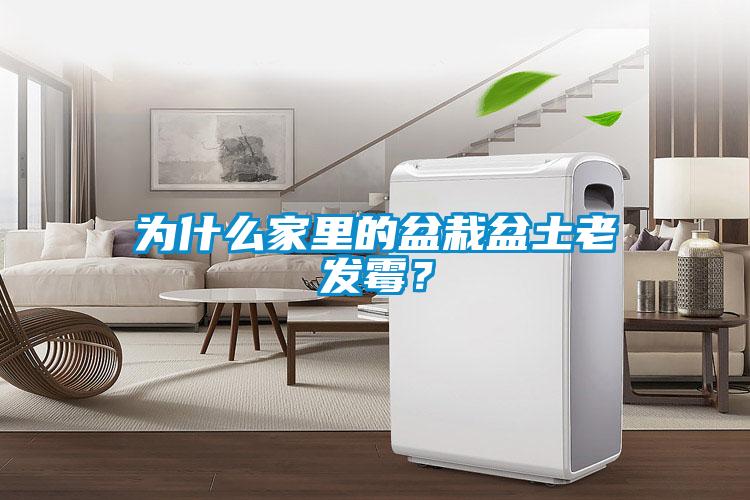 為什么家里的盆栽盆土老發霉？