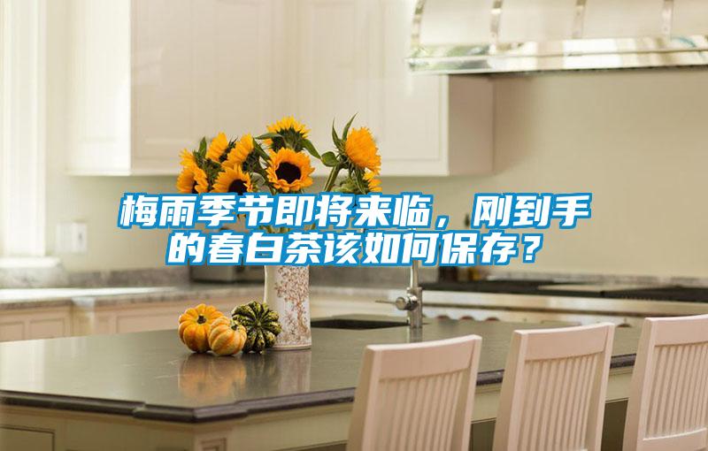 梅雨季節即將來臨，剛到手的春白茶該如何保存？