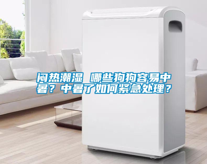 悶熱潮濕 哪些狗狗容易中暑？中暑了如何緊急處理？