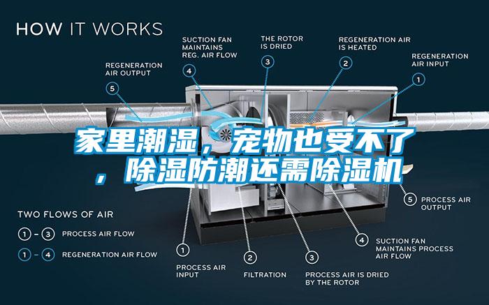 家里潮濕，寵物也受不了，除濕防潮還需除濕機